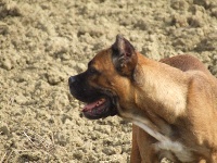 Étalon Cane Corso - Baronessa (Sans Affixe)