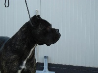 Étalon Cane Corso - CH. Piperitapatty (Sans Affixe)