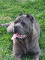 Étalon Cane Corso - Pupa della nevaia
