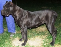 Étalon Cane Corso - Eva (Sans Affixe)