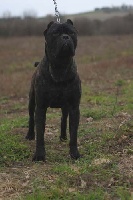 Étalon Cane Corso - CH. Leo della nevaia