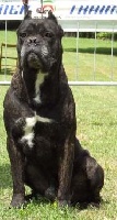 Étalon Cane Corso - CH. Zampa (Sans Affixe)