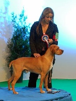 Étalon Chien d'arrêt Portugais - Aldo du Grand Arc en Ciel