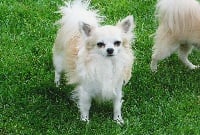 Étalon Chihuahua - Velani Du p'tit bocage