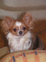 Étalon Chihuahua - Darling des Granges du Verlot
