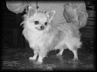 Étalon Chihuahua - Doux trésor Du p'tit bocage