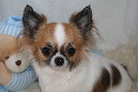 Étalon Chihuahua - Caprice-de-star Du p'tit bocage