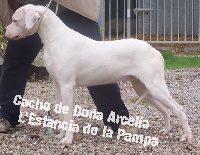 Étalon Dogo Argentino - Cacho de dona arcelia