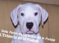 Étalon Dogo Argentino - Doña Peron de l'estancia de la pampa