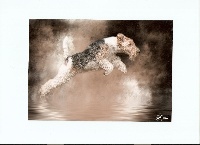 Étalon Fox Terrier Poil Dur - Voyouse De la mine bleue