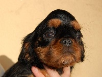 Étalon King Charles Spaniel - Rosa del mundo de las Fuentes del Narcea