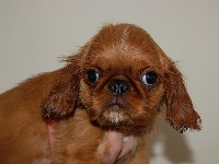 Étalon King Charles Spaniel - Espada de luz de las Fuentes del Narcea