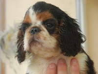 Étalon King Charles Spaniel - Royal romance de las Fuentes del Narcea