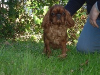 Étalon King Charles Spaniel - Danse du feu des trois maillets