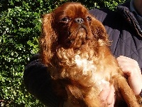 Étalon King Charles Spaniel - Belle histoire De la montagne ensoleillee