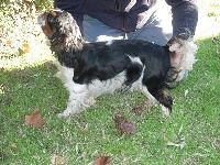 Étalon King Charles Spaniel - Dame de coeur des trois maillets