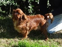 Étalon King Charles Spaniel - CH. Barcarole des trois maillets