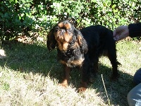 Étalon King Charles Spaniel - Daniela des trois maillets