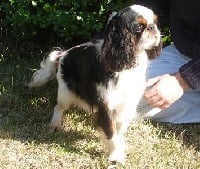 Étalon King Charles Spaniel - Centaure des trois maillets