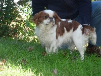 Étalon King Charles Spaniel - Demeter des trois maillets