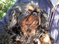 Étalon King Charles Spaniel - CH. Darco des rêves de Mawisa