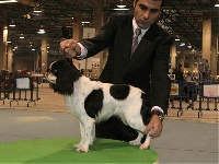 Étalon King Charles Spaniel - Color purpura des trois maillets