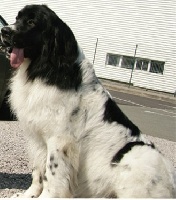 Étalon Landseer type continental europeen - icikarma's Milord