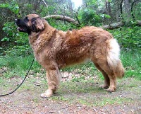 Étalon Leonberger - Glowin Sorcha's Ogha de mahtociqala