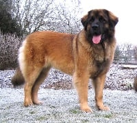 Étalon Leonberger - CH. Gypsy du Lion Débonnaire