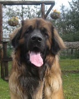 Étalon Leonberger - blekx - farm Napoleon Bonoparte