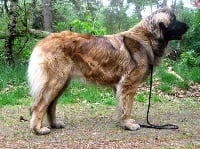 Étalon Leonberger - CH. Diglow's Moyra Lass of Usquebaugh