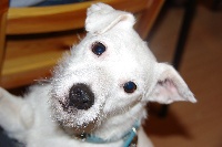 Étalon Parson Russell Terrier - Unick (Sans Affixe)