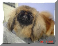 Étalon Pekinois - CH. Quadra 's thaina