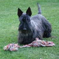 Étalon Scottish Terrier - Abby Du mat des oyats