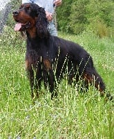 Étalon Setter Gordon - Hounds Fields Swinging a gordon song