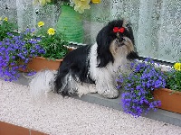 Étalon Shih Tzu - Arlyne (Sans Affixe)