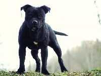 Étalon Staffordshire Bull Terrier - Dark demon Von melkev kamp