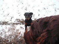 Étalon Terrier de chasse allemand - Daggy (Sans Affixe)