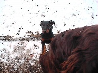 Étalon Terrier de chasse allemand - Daggy (Sans Affixe)