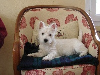Étalon West Highland White Terrier - Delnoune's Diamonds are forever