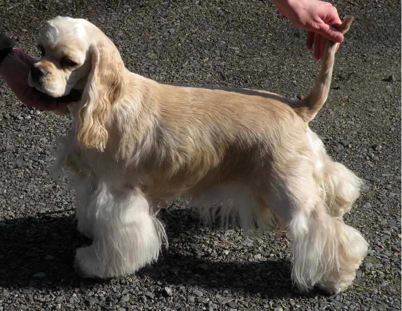 Very Vigie Clear silver diamond