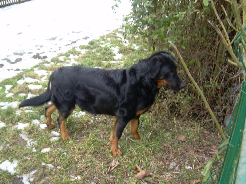 Cheyenne-hindia du Rêve d'Hindia