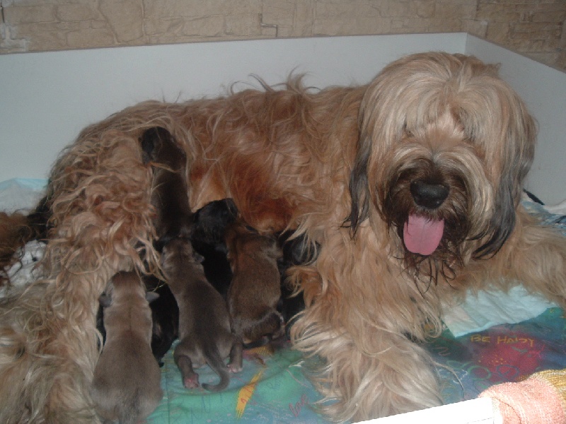 Publication : des amours de courdialou 