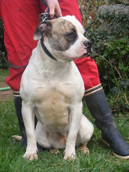 Publication : Britishbulls Auteur : britishbulls