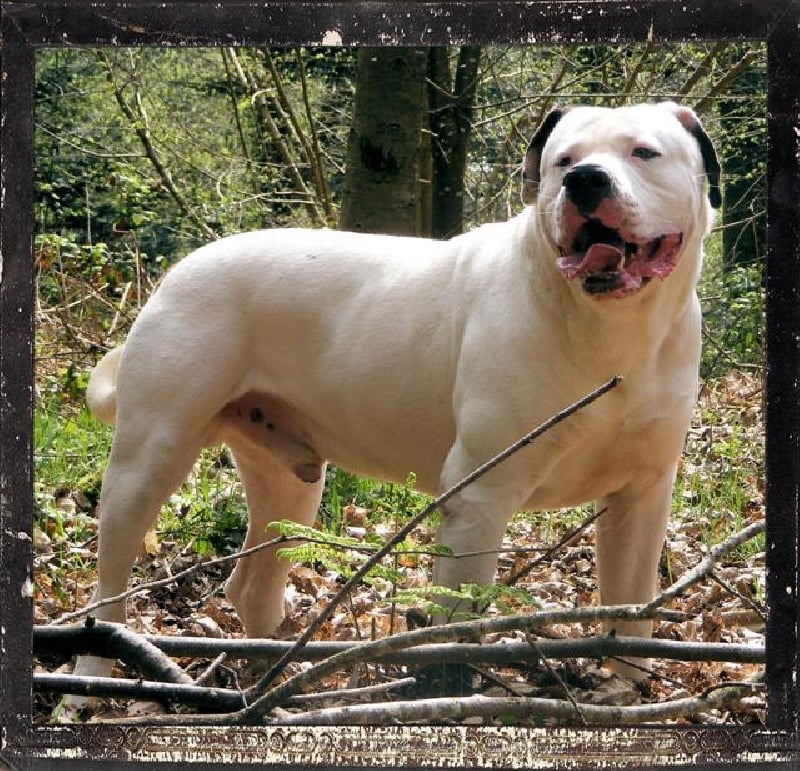 american city's Apache