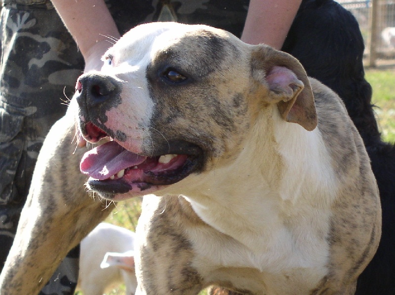 Publication : du Vallon de l'Alba Auteur : Joelle Hisleur