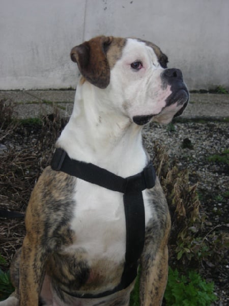 Publication : Britishbulls 