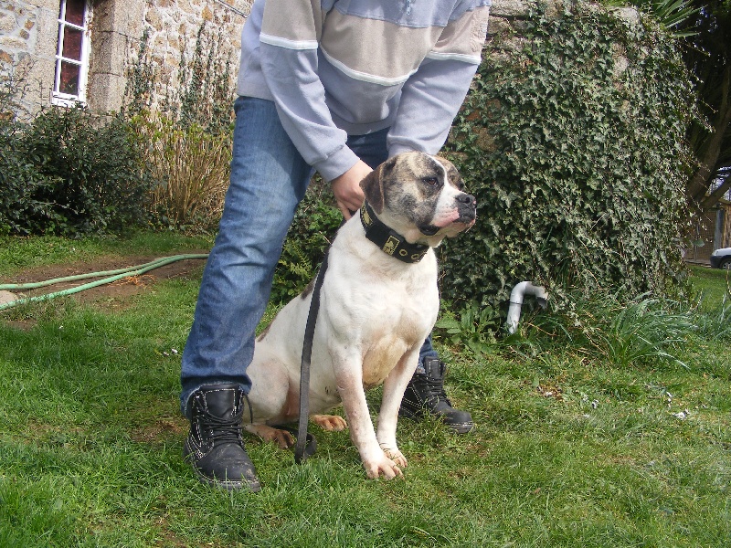 Publication : Britishbulls Auteur : Hurricane Bulls