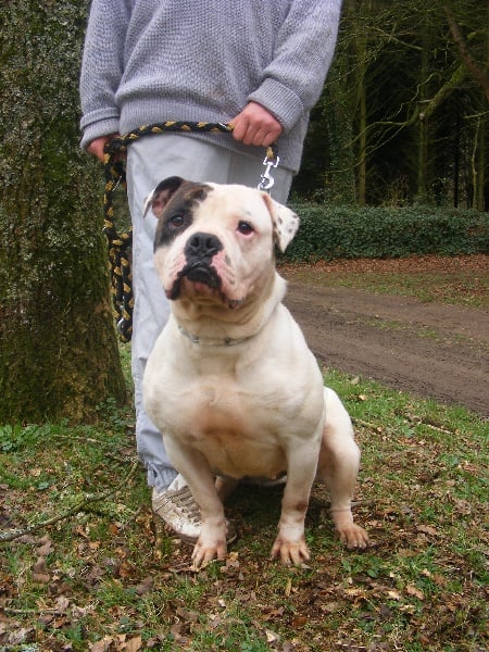 Publication : Britishbulls Auteur : bihan elodie