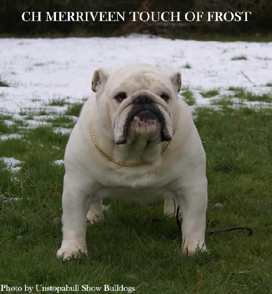CH. Merriveen Touch of frost